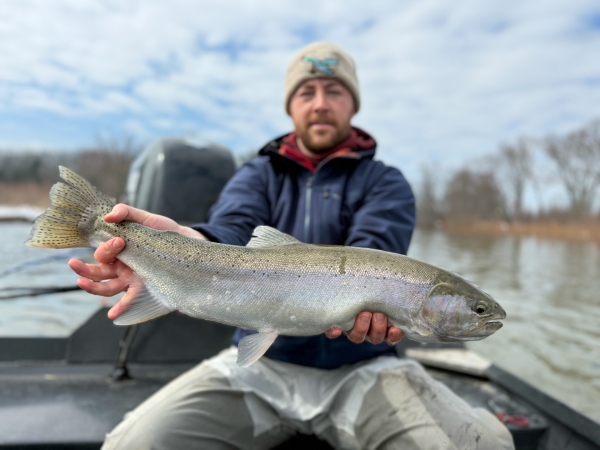 Manistee River Steelhead Report