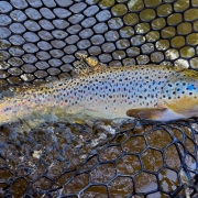 Upper Manistee River trout fishing report