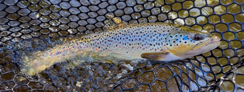 Upper Manistee River trout fishing report