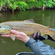 Upper Manistee River trout fishing report